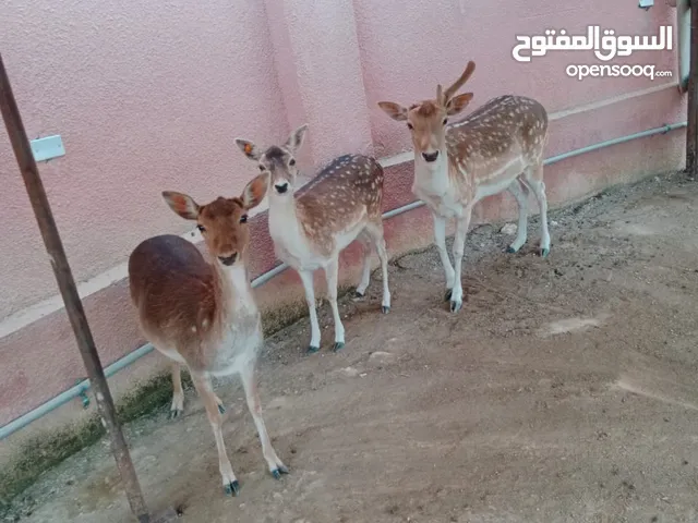 غزلان للبيع
