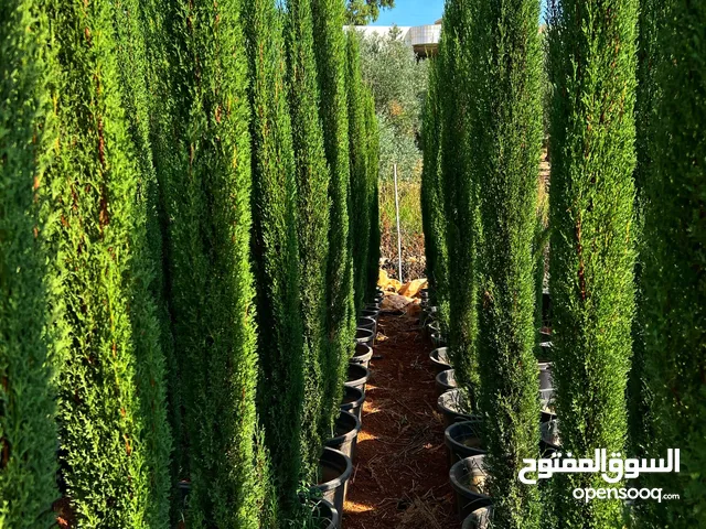 كافة اصناف الاشجار البلديه والمستورده