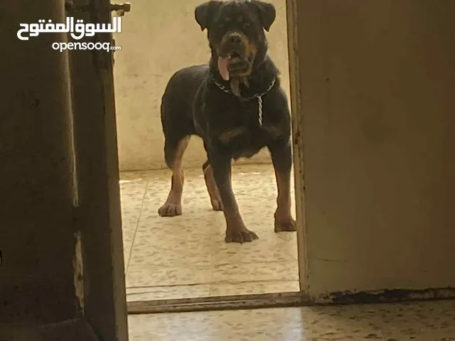 ذكر رت وايلر الماني