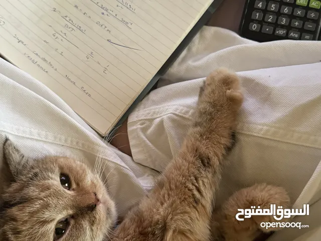 Cat for adoption -فيه للتبني