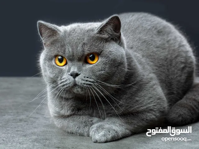 قط بريطاني ذكر للبيع بسعر مغري