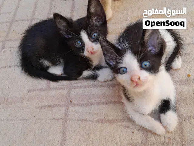 قطط صغيرة مميزة للتبني (توكسيدو و كاو كات)