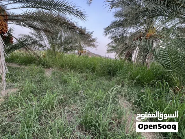 مزرعة للبيع في التصاوير بولاية ازكي