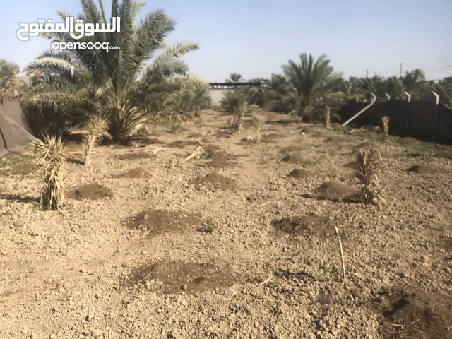 Farm Land for Sale in Basra Tannumah