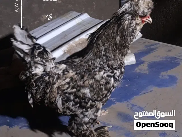 ديك زينه ابو شعر