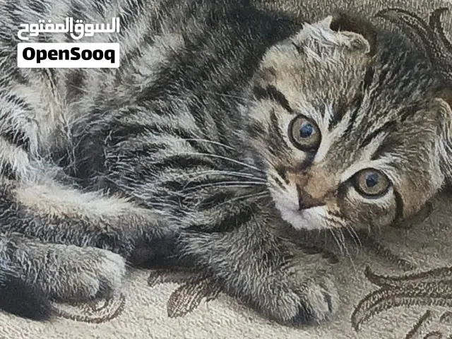 سكوتش فولد شورت هير... انثى بعمر 3 اشهر...