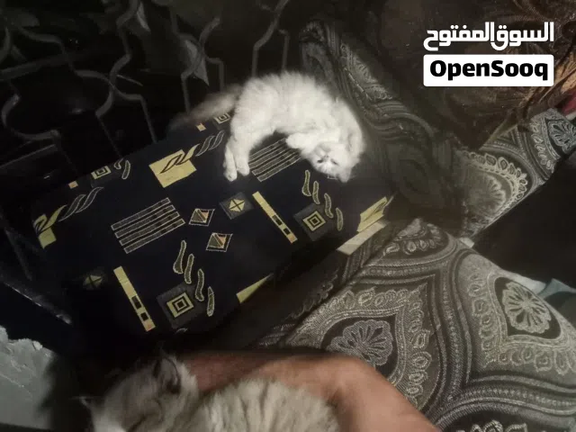 قطة كيوت ودلوعة (راغدول مع هيمالايا) عمرها 3 شهور فقط
