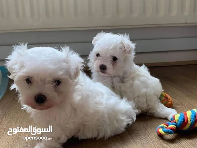 Adorable Maltese puppy ready for a new home