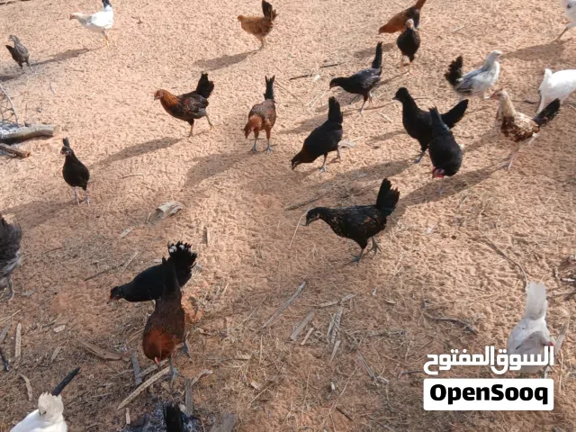 دجاج عربي العمر 4اشهر سعرالبيع 25د.ل المكان القره بوللي