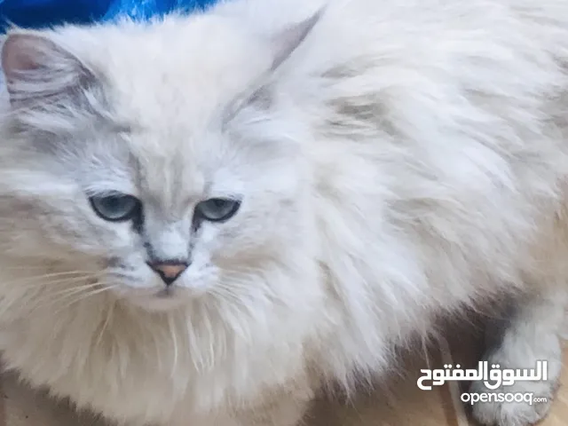 قطه شرزاي طالبه تزواج النسل صافي