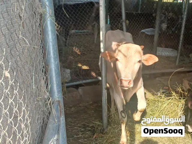للبيع ثورين وعجله سمينات ماشاءالله