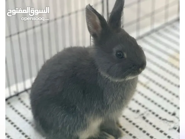 أرنب القزم Netherland Dwarf rabbit