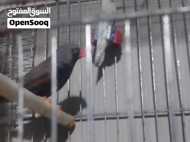 جوز جنه شيك شاركول صبغه سواد ليل مسكره حجم مرتب  جامبو معو اربع فراخ  سعر حرق