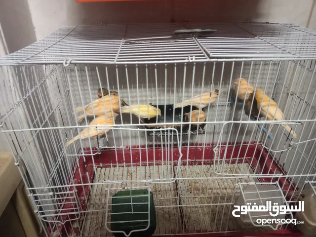 متاح 10 حبات 3 شهور و 6 شهور نظافه ما شاء الله