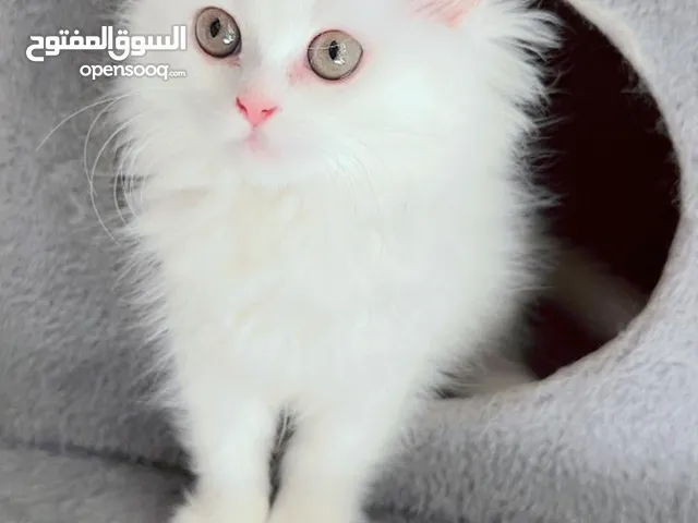 Pure Persian long hair and very friendly and healthy