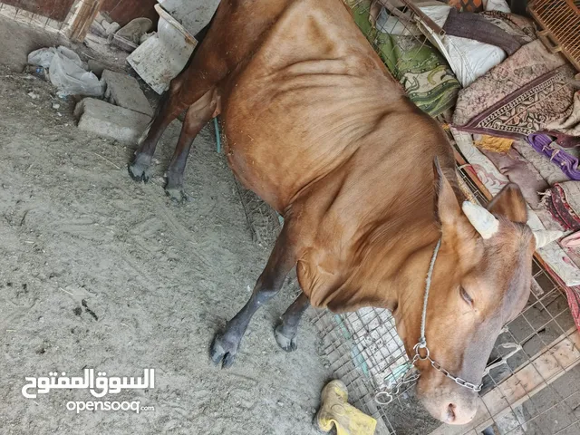 ابقار اللبيع