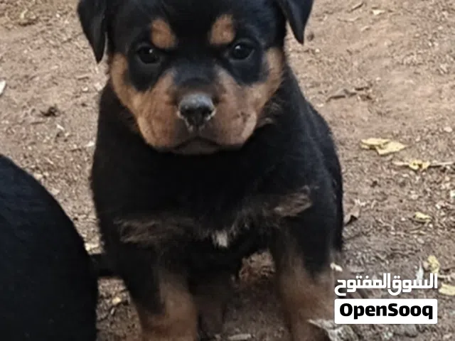 جراء روت وايلر
