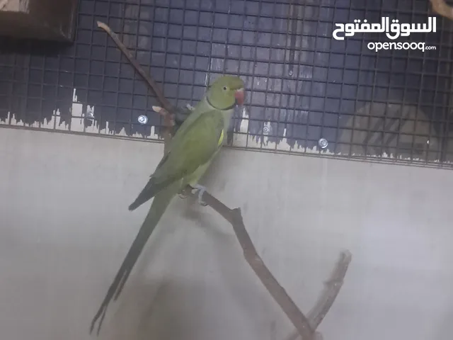 للبيع ذكر متو زيتوني