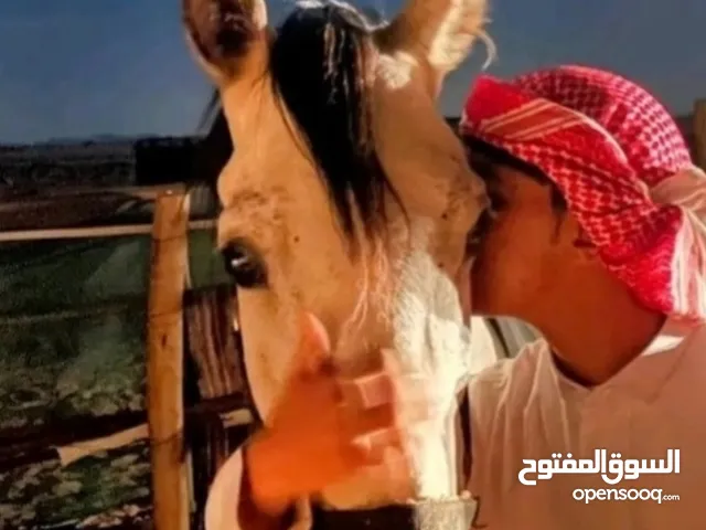 قتيبة