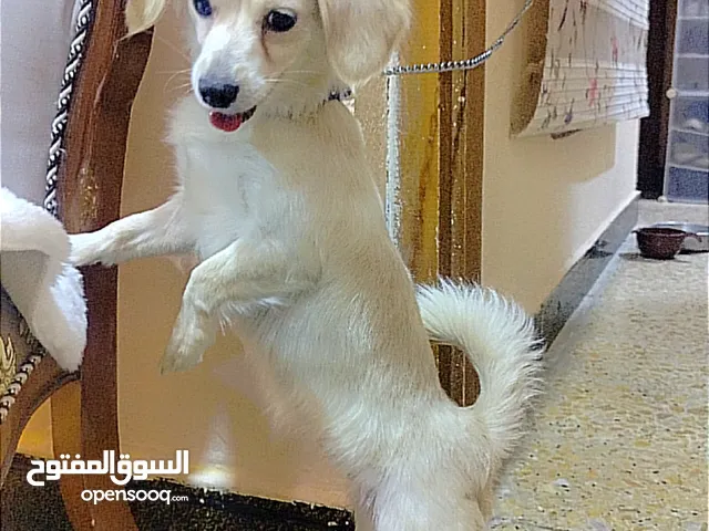 لولو فوكس نثيه عمرها سنه ملقحه تلقيح كامل