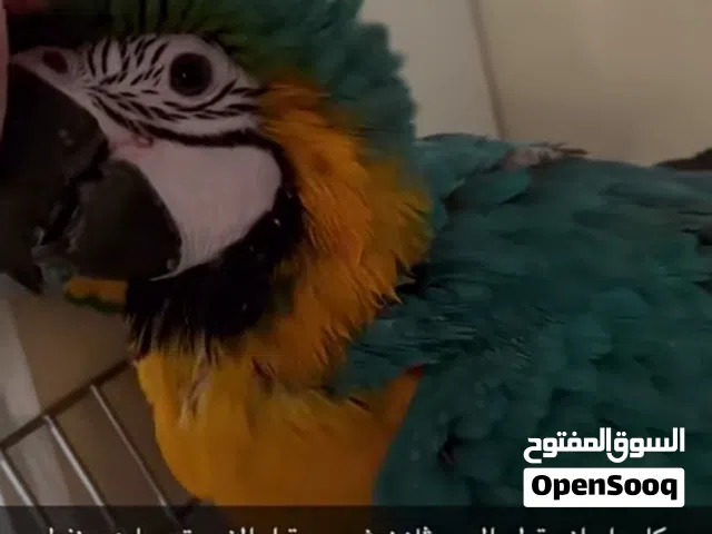 مكاو للبيع