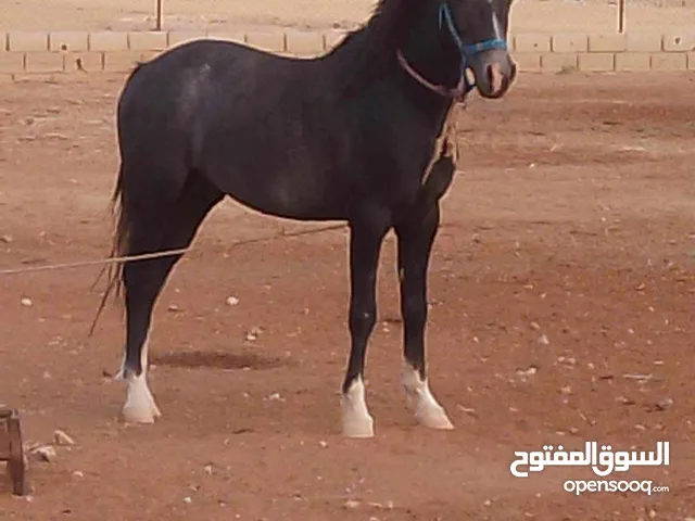 حصان فحل اسمه النمر الاسود ولا غلطه العمر ثلاث سنوات