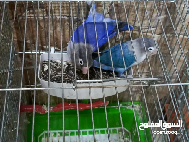 طيور للبيع جوز طير روز وجوز طير فيشر، وببغاء، دره اليف واربع حبات جنه ما شاء، الله عليهم حبات حلوه