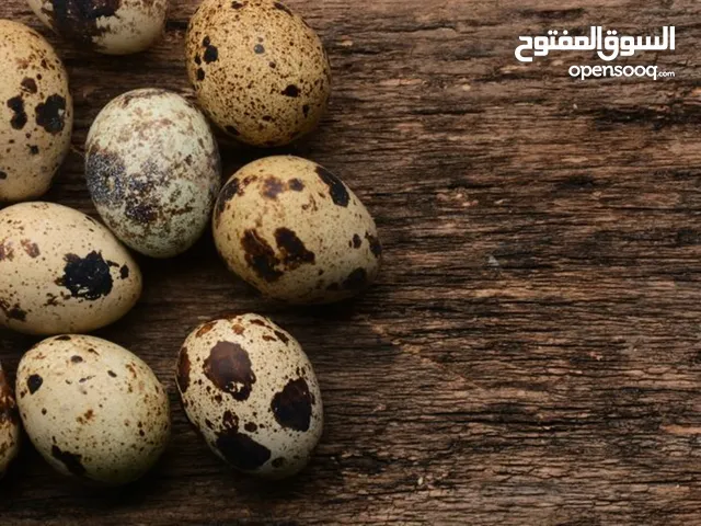 بيض فري طازج ال 50 بيضة ب 3 ونص وال 100 ب 7