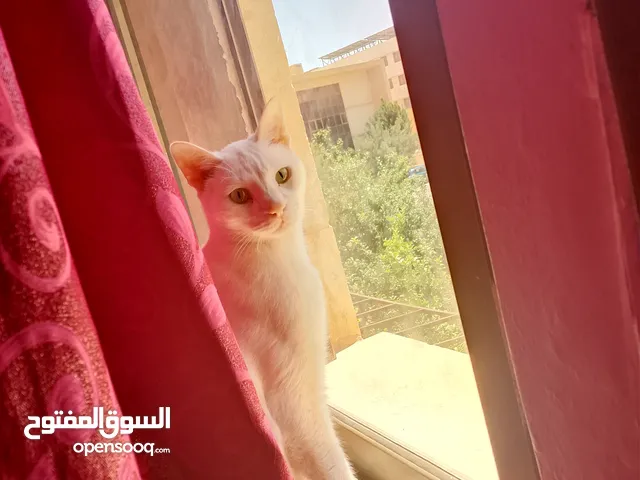 قط انجور ماكس