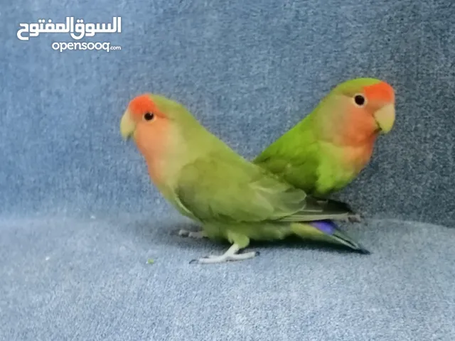 طيور حب فصل