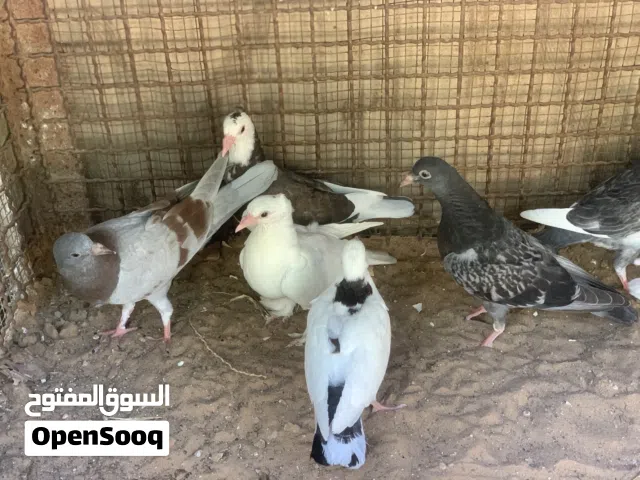 فروخ حمام .