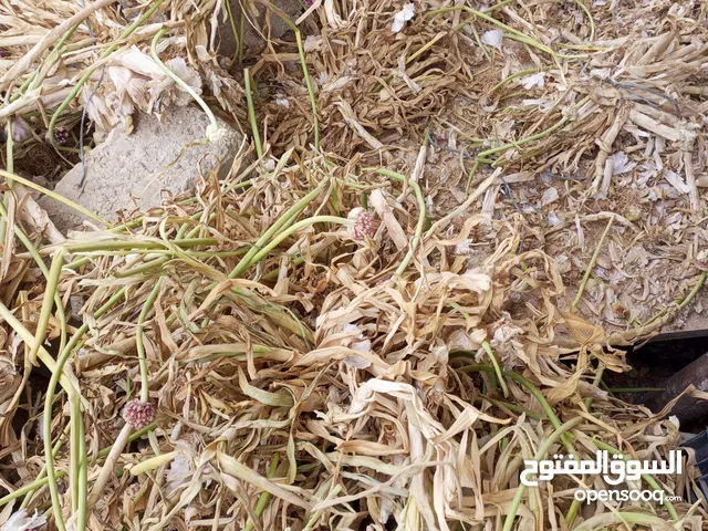 ورش ثومة للبيع بسعر مغري جداً سعر الطن 42دينار