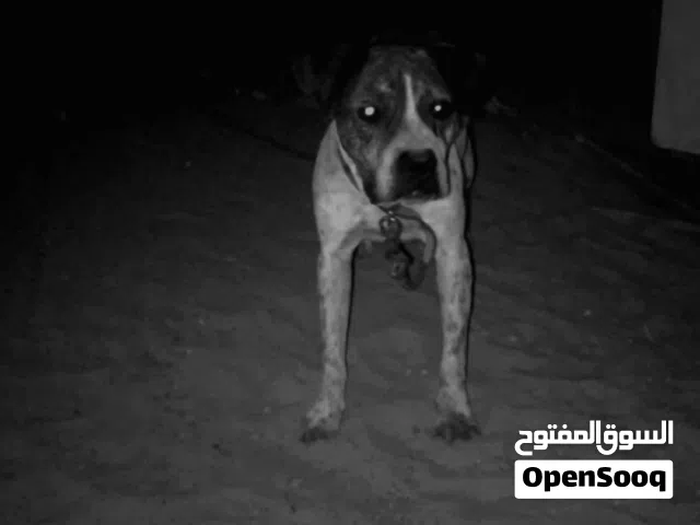 كلب بيت بول للبيع او اتبديل