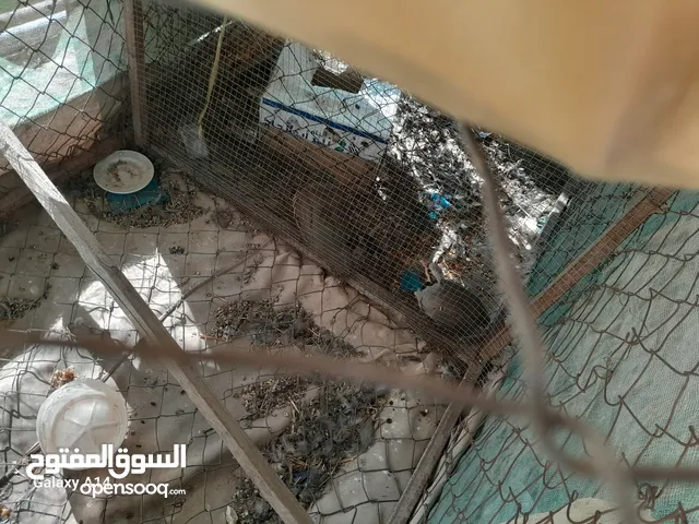زوج شنير مع بيضهن للبيع