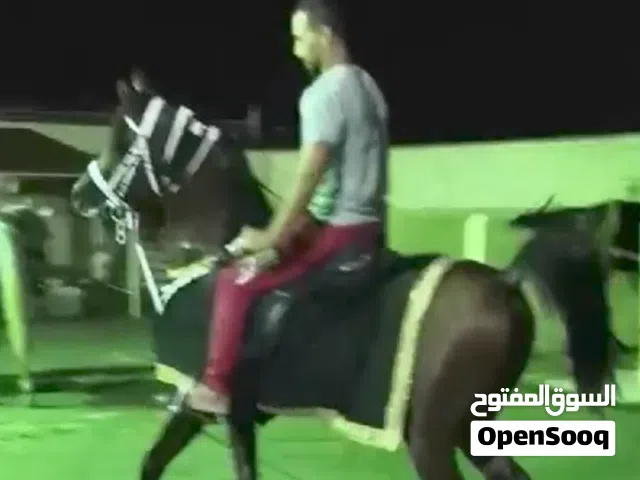 مدرب ركوب الخيل و عسف الخيل وترويضها