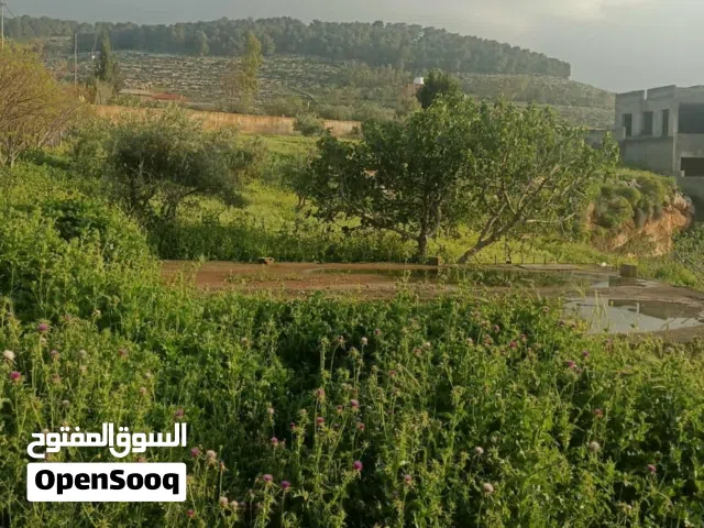 Farm Land for Sale in Amman Naour