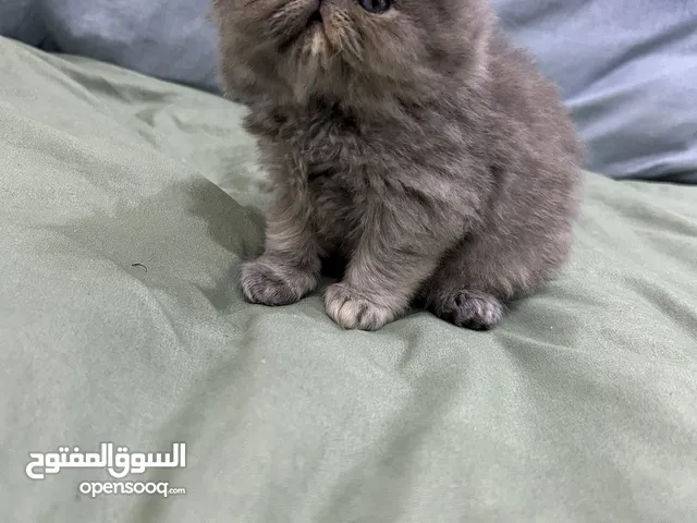 قط بيكي فيس للبيع