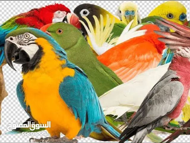 مطلوب مطلوب طيور للبيع