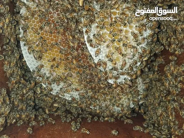 عسل علب سدر درجه اولى الحساب عند التسليم