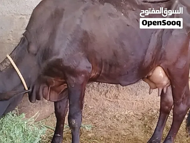بقره مربيه تحتها عجل هجين نمساوي علي عماني تحلب 4غرشات مال 200بيسه في اليوم تحلب الصباح غرشتين والمغ