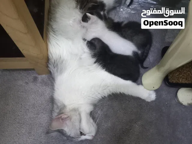 I have problem I need go to country ths why I need sale this cat is very good cat is one giving baby