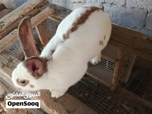 أنثى بابيون عمر أقل من سنه أنتجت بطنين وزن بلخمسه كيلو السعر