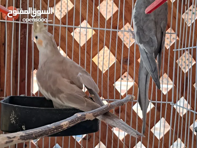 جوز كوكتيل للبيع شغال اموره تمام