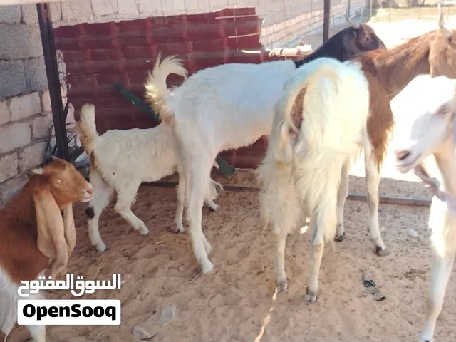 السلام عليكم للبيع 3 معزات هجين سلالة ربي يبارك  زوز والدات وحدة بصحتها مبيوع ضناها البيضة  سنونهم ا