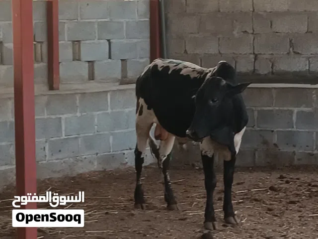 ثيران اثيوبه