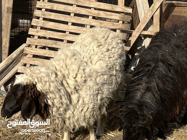 3 نعجات لبيع