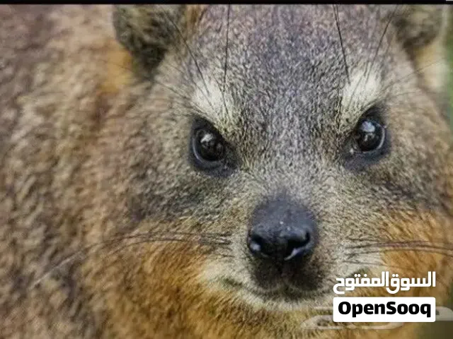وبران بريه