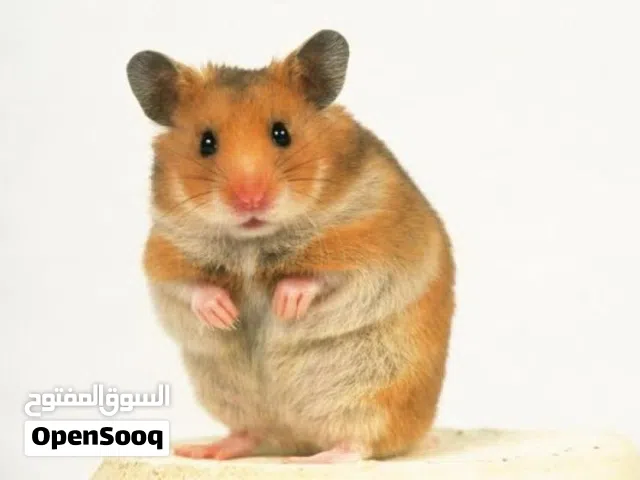 هامستر سوري تبارك الرحمن