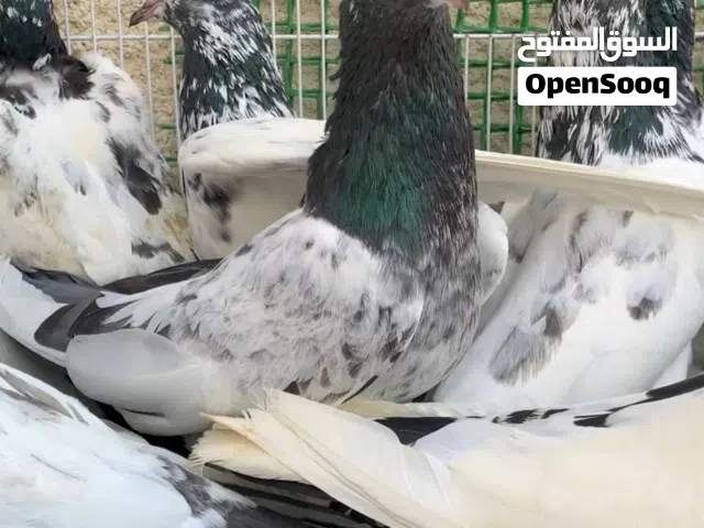 للبيع حمام باكستاني 10 حبات