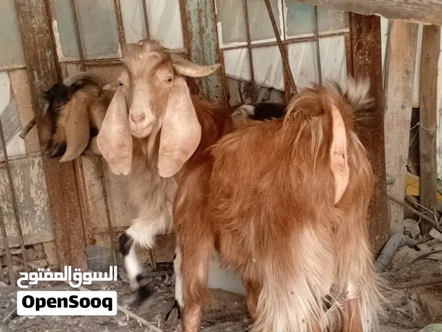 صخول للبيع.   رفم الهاتف